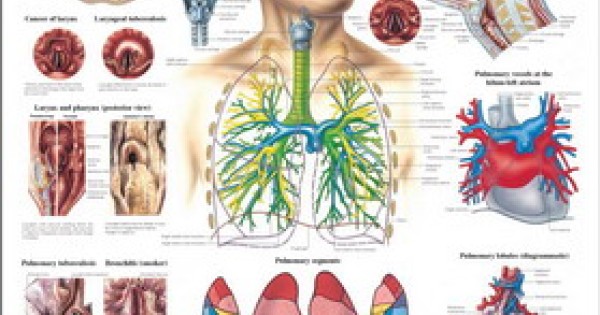 Respiratory System Poster 70x100 Laminated | Herbs &amp; Touch